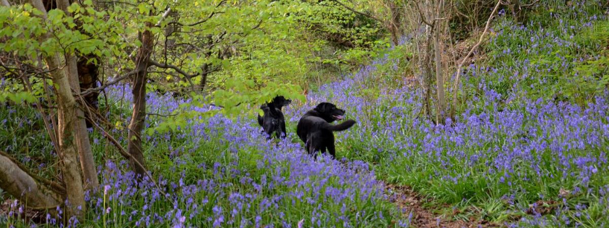 Bluebells, and black labradors walking, at Prehen Wood in Londonderry.  Photo is by Christine Cassidy.