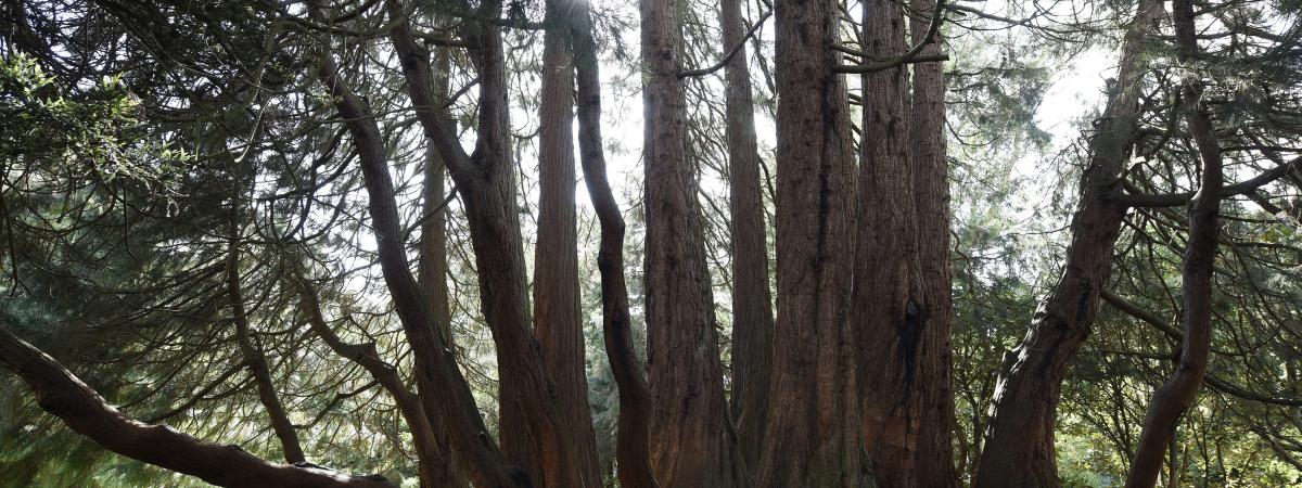 Giant redwood at Castlewellan Forest Park, Castlewellan