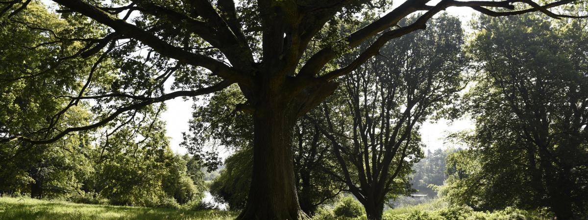 New Tree Charter: are you in?