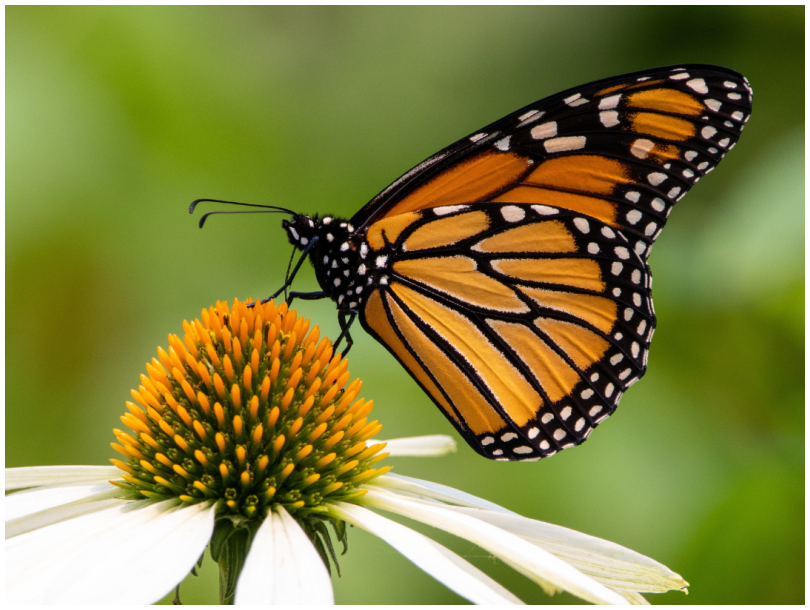 Home Ground – Stories from Knockbreda Community Wildlife Garden