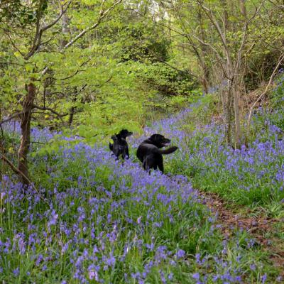 Bluebells, and black labradors walking, at Prehen Wood in Londonderry.  Photo is by Christine Cassidy.