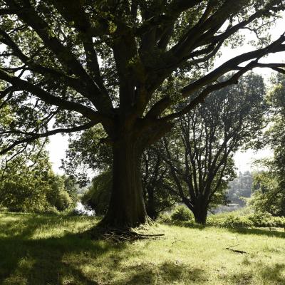 New Tree Charter: are you in?