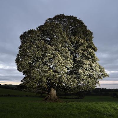 Blessed recognition for Northern Ireland’s finest trees